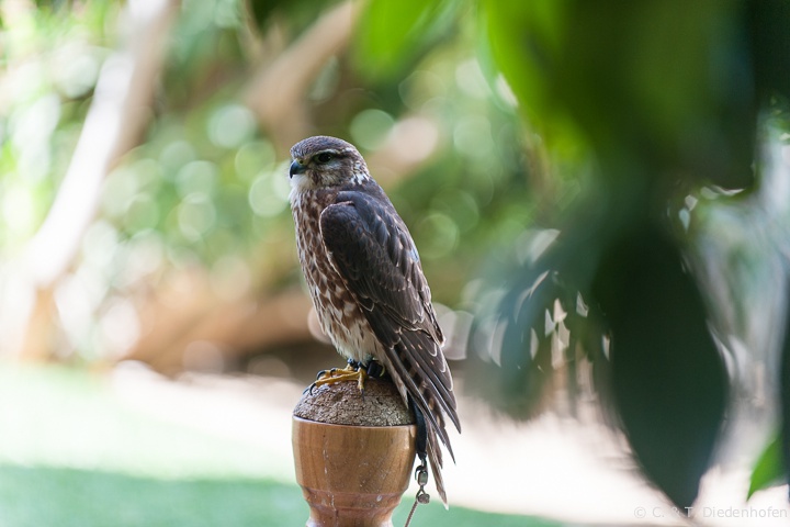 Merlin