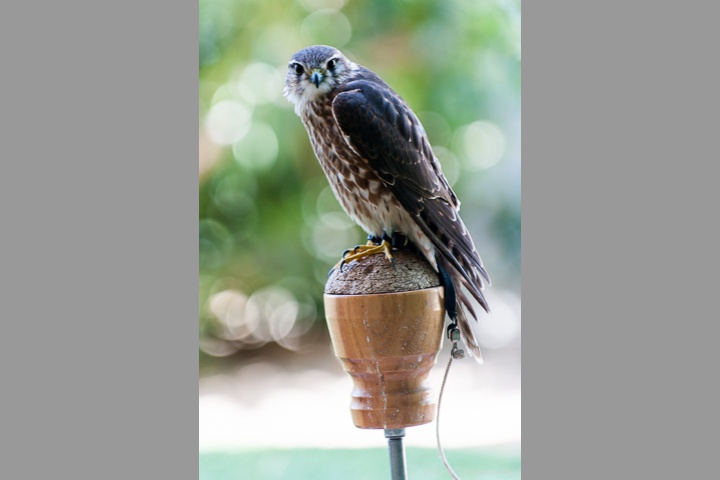 Merlin