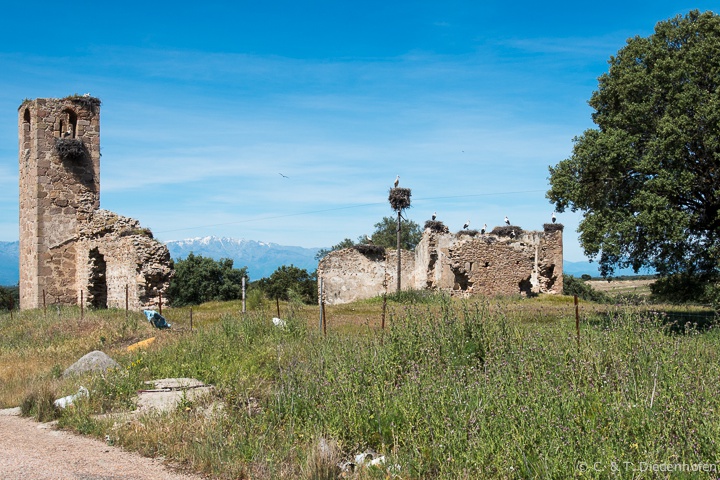 Storchensiedlung