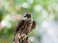 Merlin
