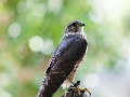 Merlin