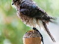 Merlin