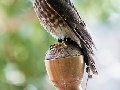 Merlin
