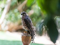 Merlin