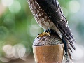 Merlin