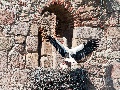 Anflug