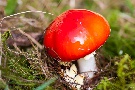 Oktober 2012, Pilze und Hagenbeck