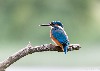 Eisvogel und mehr