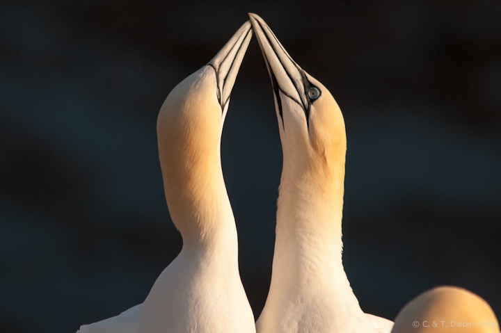 Helgoland 2009