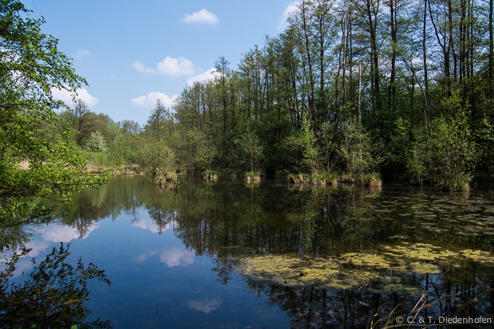 Alsterlauf, Maiglöckchen und mehr ...