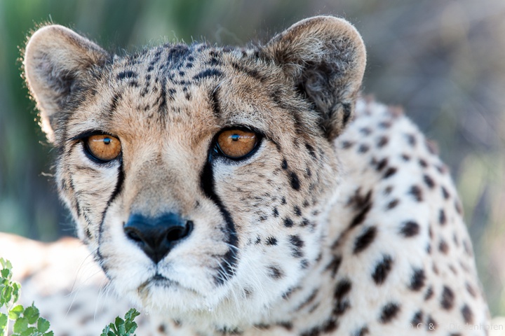 bei den Geparden auf Cheetah´s Rock, Teil 1