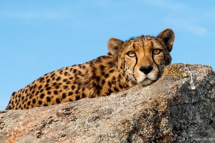 bei den Geparden auf Cheetah´s Rock, Teil 2