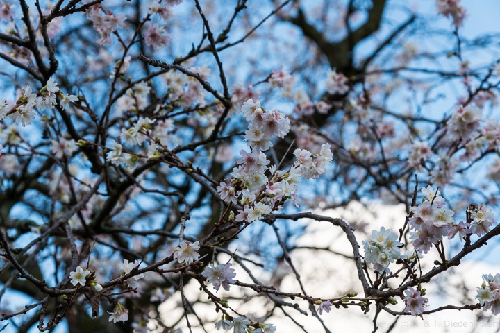 Januar, Frühling und Winter