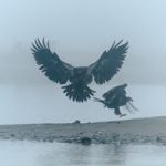 Adler in Alaska
