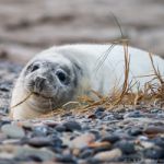 Helgoland im Dezember