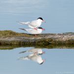 Vogelwelt auf Texel